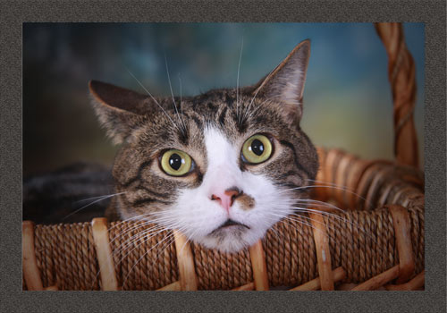 Cat photo